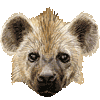 fahyenas