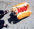 Cachorro quente passeando com muito ketchup.