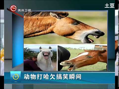 動物打哈欠搞笑瞬間(視頻)