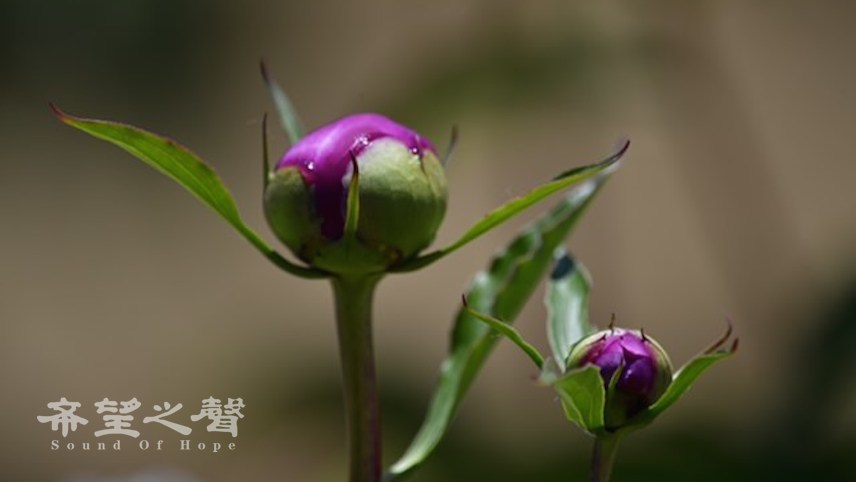 旅游：花相芍药（摄影：张鑫/希望之声）