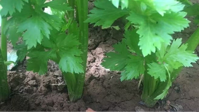 春天种芹菜，有饥芹菜吃一年（图片：种菜老头儿视频截图）