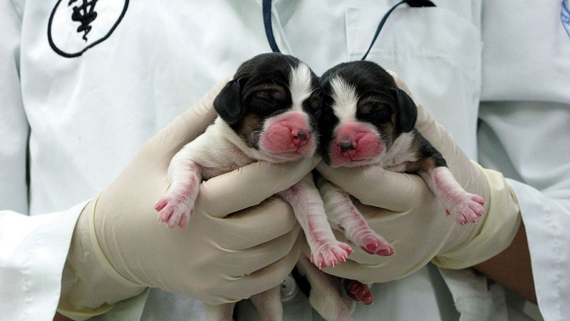 2009年1月29日，韩国两只克隆的比格犬Magic和Stem在国立首尔大学展出。（Getty Images）