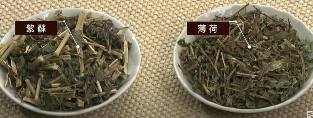 ​中药：紫苏薄荷（图片：YouTube/中医知识CooL）