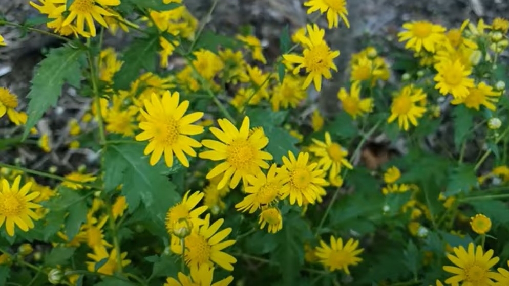 菊花脑富含蛋白质、脂肪、纤维素、维生素等多种营养物质。（图片：YouTube/退休在北美 My Retirement Life视频截图）