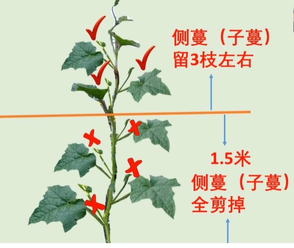 主蔓1.5米以下出现的所有侧蔓都要剪掉。如果瓜蔓已经超过1.5米，一般留2-3枝侧蔓就可以了。（图片：YouTube/老蔡的田园）