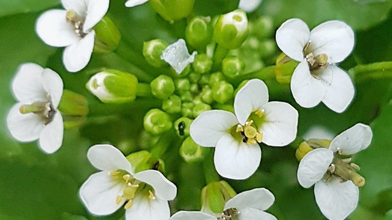 西洋菜的花。（维基百科）