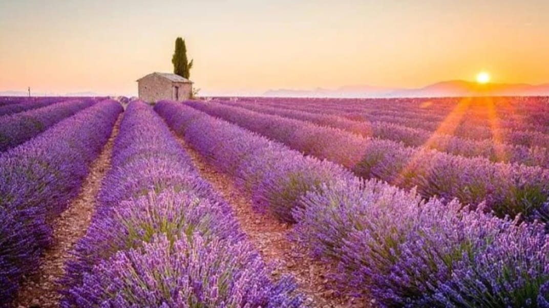 法国薰衣草田 法国 薰衣草 薰衣草节 薰衣草田 旅游