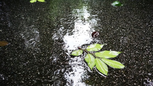 【女冠子】节气：雨水