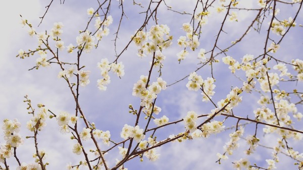 梅花品格高潔，清貞嫻雅