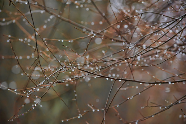 无奈朝来寒雨晚来风