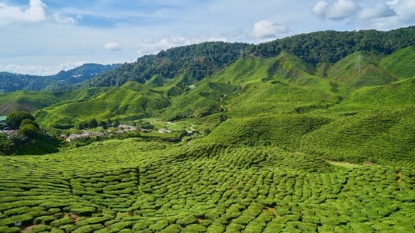 中國是茶的故鄉，是茶的原產地。