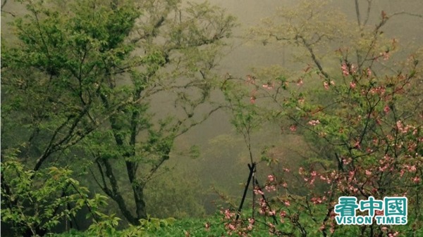 秋雨中的阿里山。