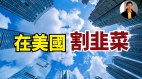 【东方纵横】在美国割韭菜(视频)