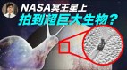 NASA冥王星上拍到超巨大生物(视频)