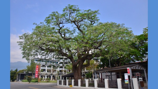 3月適逢春暖花開時節，台東縣鹿野鄉「龍田慈濟苦楝樹」也開滿花，展現旺盛生命力。