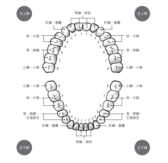 拔掉哪颗牙齿 决定接下来哪个内脏会生病
