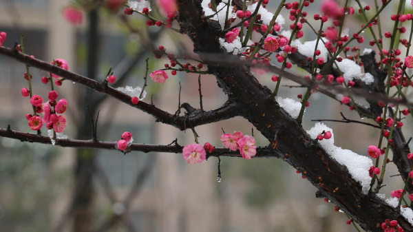 梅花香自苦寒来