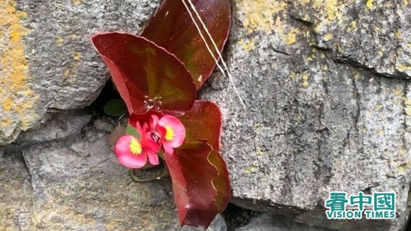 石縫之中即將盛開的鮮花