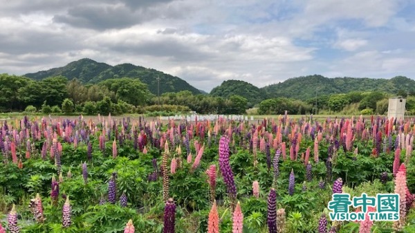 位于日本东海岸的远山和鲁冰花园。