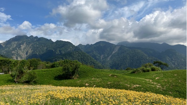 金针花飘香在花莲六十石山