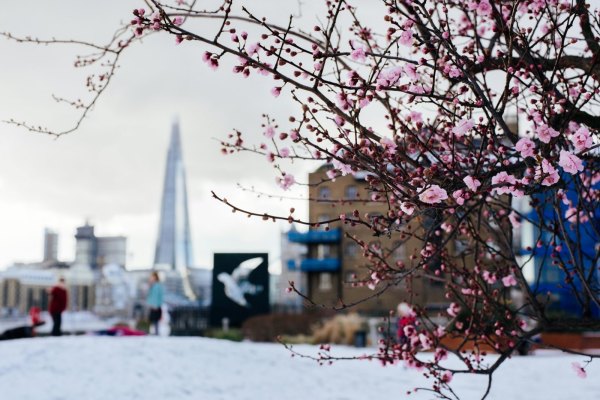 来报满庭芳，寒梅沐雪霜。