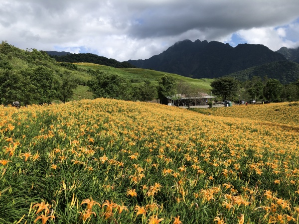 富里 六十石山 金针花