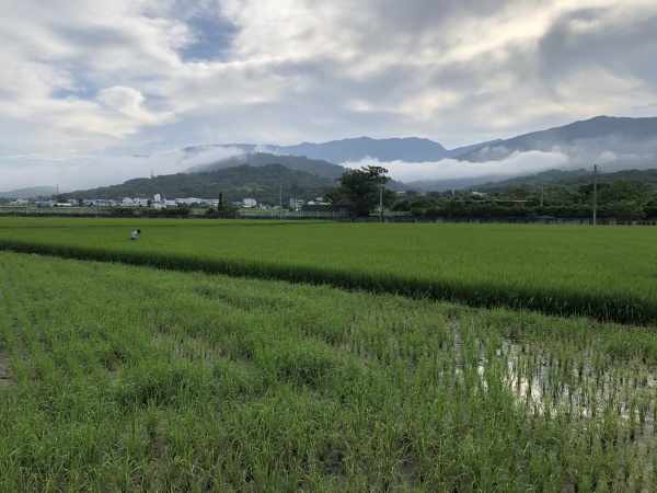 池上稻田