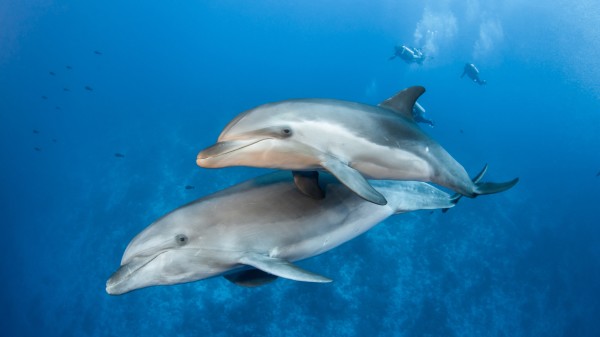 海豚 生物 海洋 533531093