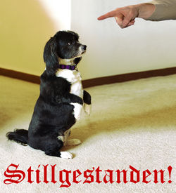 Stellenanzeige Hund.jpg