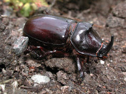 Nashornkäfer (Oryctes nasicornis).jpg