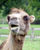 482px-Bactrian.camel.smiles.arp.jpg