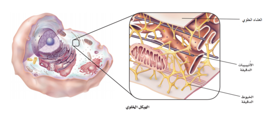 يتكون الهيكل الخلوي من الأنيبيبيات الدقيقة والخيوط الدقيقة