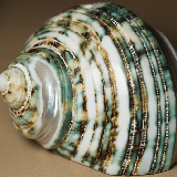 Green Sea Shell image