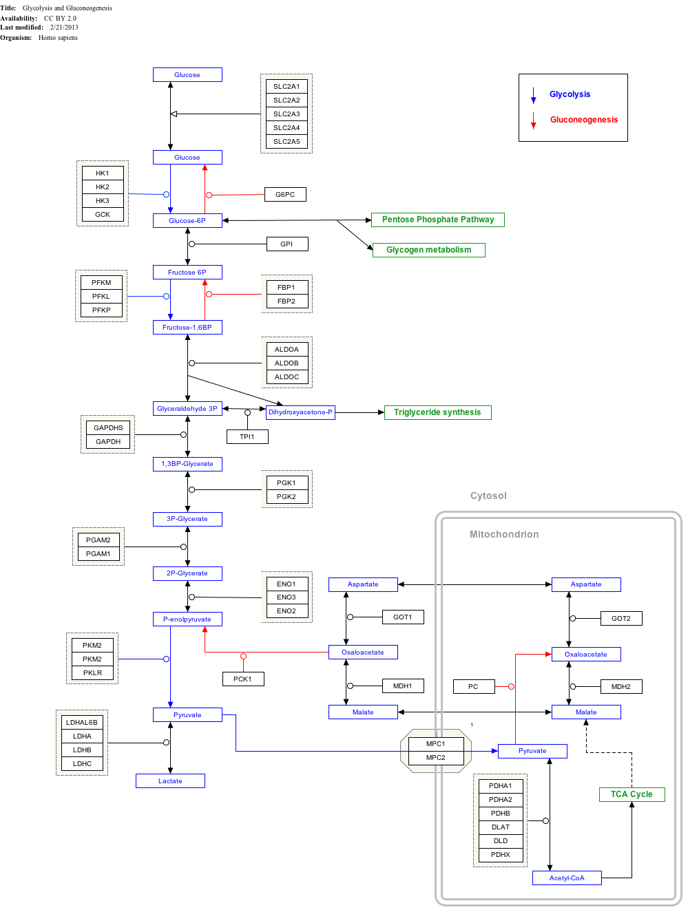 GlycolysisGluconeogenesis_WP534