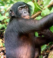 Bonobo (Pan paniscus)