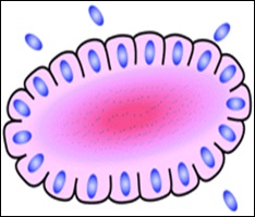 Structure of pineocytomatous/neurocytic pseudorosettes