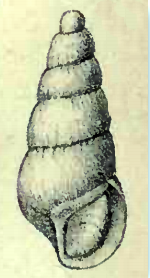 Eulimella ventricosa