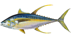 Thunnus albacares, hegats horia