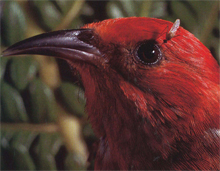 Feeding on a bird