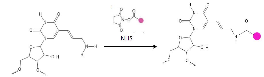 Tagging modified uridine