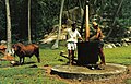 A bullock-powered mill, Seychelles