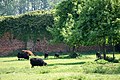 Zwarte Hebridians in de 17de-eeuwse ommuurde hoogstamboogaard