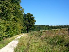 Le chemin des Vaches en forêt de Chantilly.