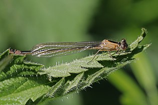 teneral female form rufescens