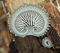 Image 31Hohenbuehelia mastrucata mushroom growing in Busse Woods, Elk Grove Village. Image credit: Rocky Houghtby (photographer), Leoboudv (upload) (from Portal:Illinois/Selected picture)