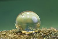 Hassallia byssoidea (biofilm and attached to the water droplet) is a terrestrial cyanobacterium forming extreme water-repellent biofilms on rocks. It uses the lotus effect for dispersal. Superhydrophobicity probably already evolved a billion years ago and may have played a crucial role in the land transition of life[33]