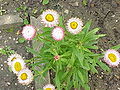 Xerochrysum bracteatum, autrefois Helichrysum bracteatum.