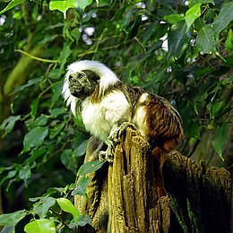 Saguinus oedipus