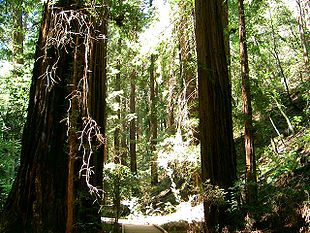 Sequoia sempervirens, Muir Woods National Monument, Californien