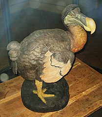 Reconstitution of a Dodo bird in section on endangered and disappeared species